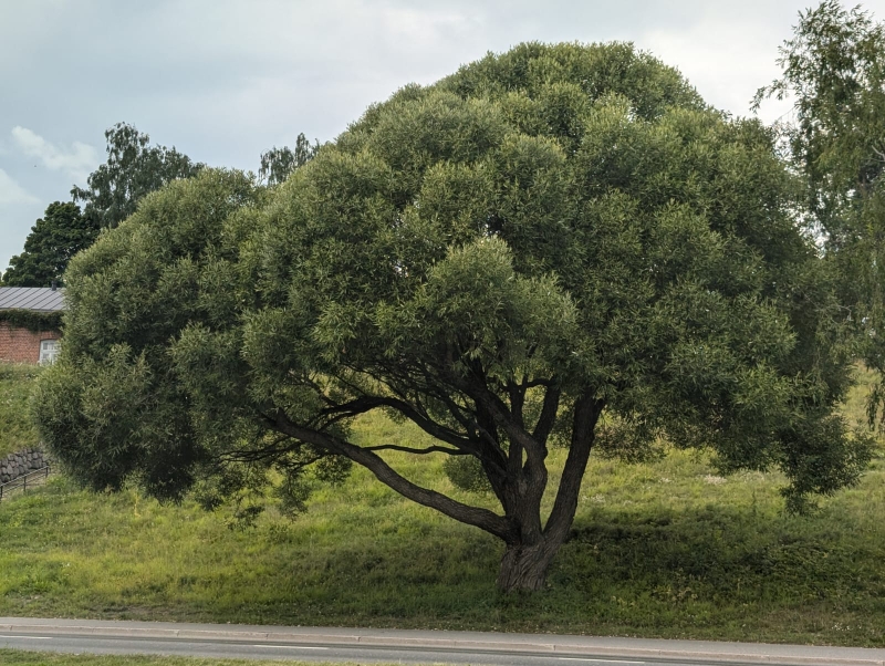 3 avril 2025 à 15h00, Les arbres sont-ils intelligents ? de M Mickaël JEZEGOU